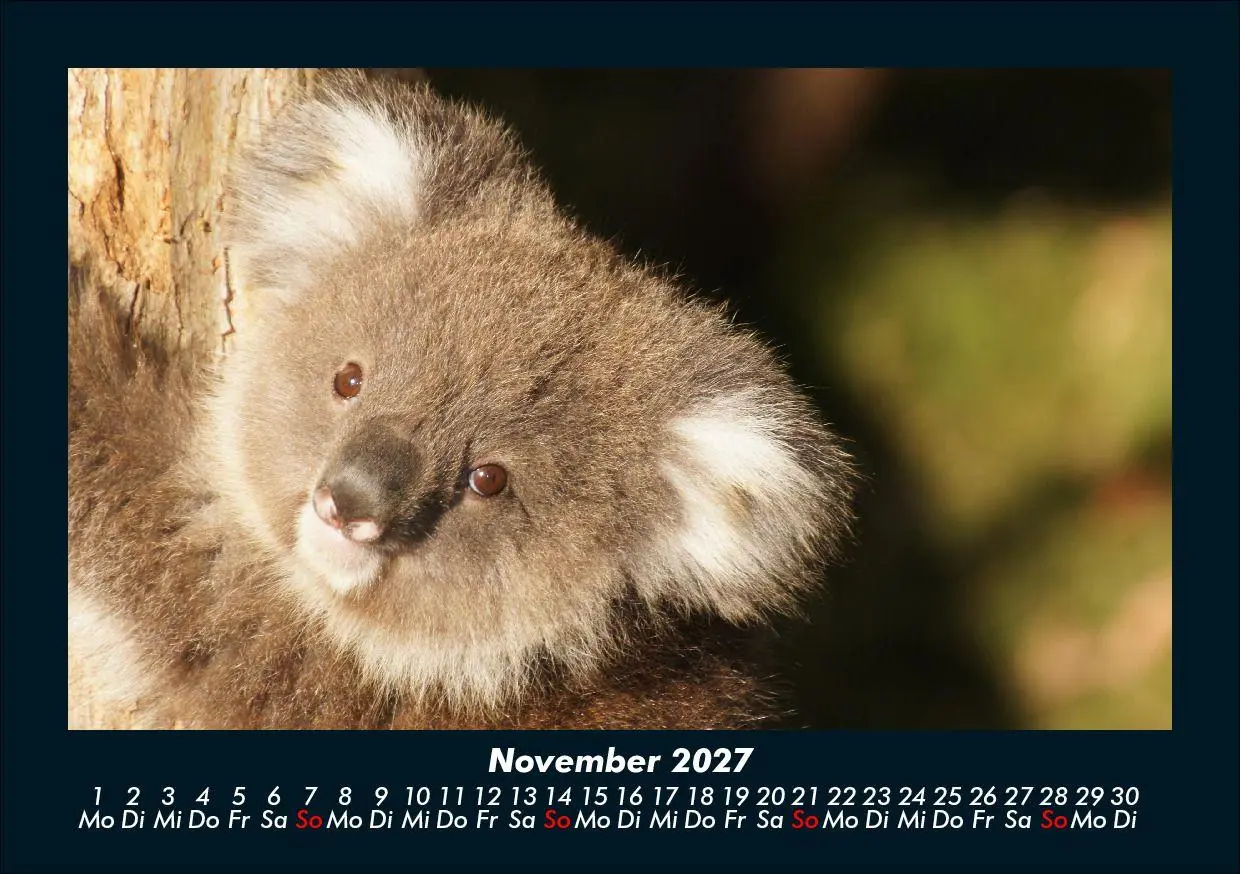 Bild: 9783695433971 | Koala 2027 Fotokalender DIN A5 | Tobias Schmitt (u. a.) | Kalender