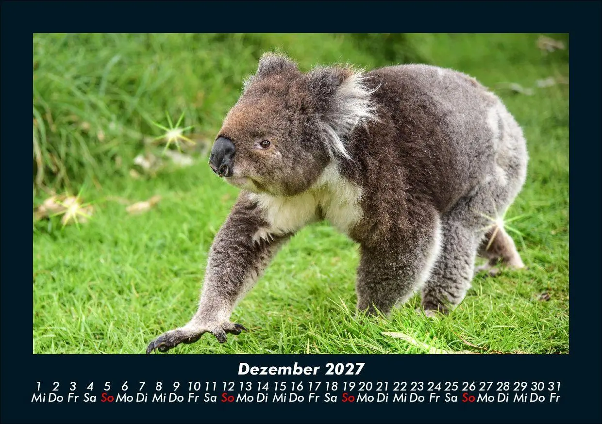 Bild: 9783695433971 | Koala 2027 Fotokalender DIN A5 | Tobias Schmitt (u. a.) | Kalender