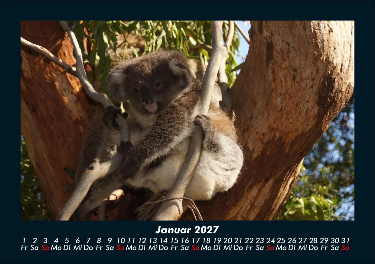 Bild: 9783695433971 | Koala 2027 Fotokalender DIN A5 | Tobias Schmitt (u. a.) | Kalender