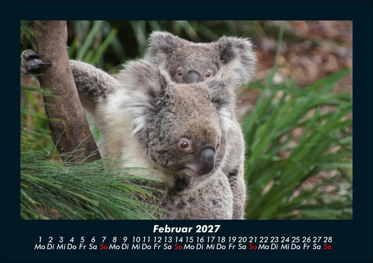 Bild: 9783695433971 | Koala 2027 Fotokalender DIN A5 | Tobias Schmitt (u. a.) | Kalender