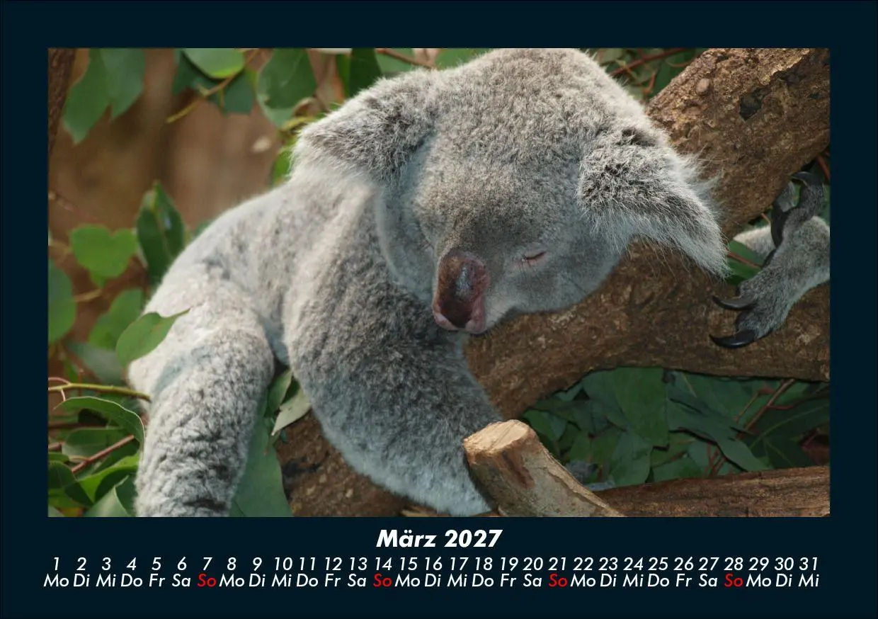 Bild: 9783695433971 | Koala 2027 Fotokalender DIN A5 | Tobias Schmitt (u. a.) | Kalender