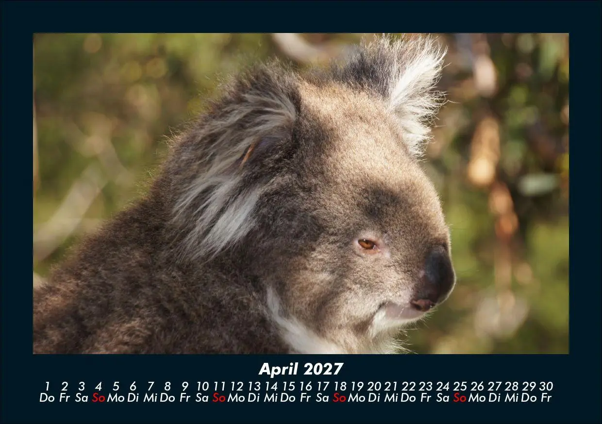 Bild: 9783695433971 | Koala 2027 Fotokalender DIN A5 | Tobias Schmitt (u. a.) | Kalender