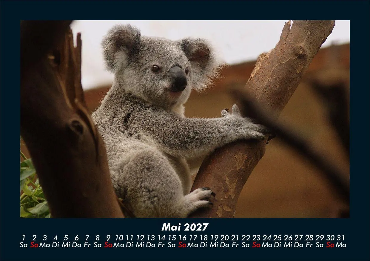 Bild: 9783695433971 | Koala 2027 Fotokalender DIN A5 | Tobias Schmitt (u. a.) | Kalender