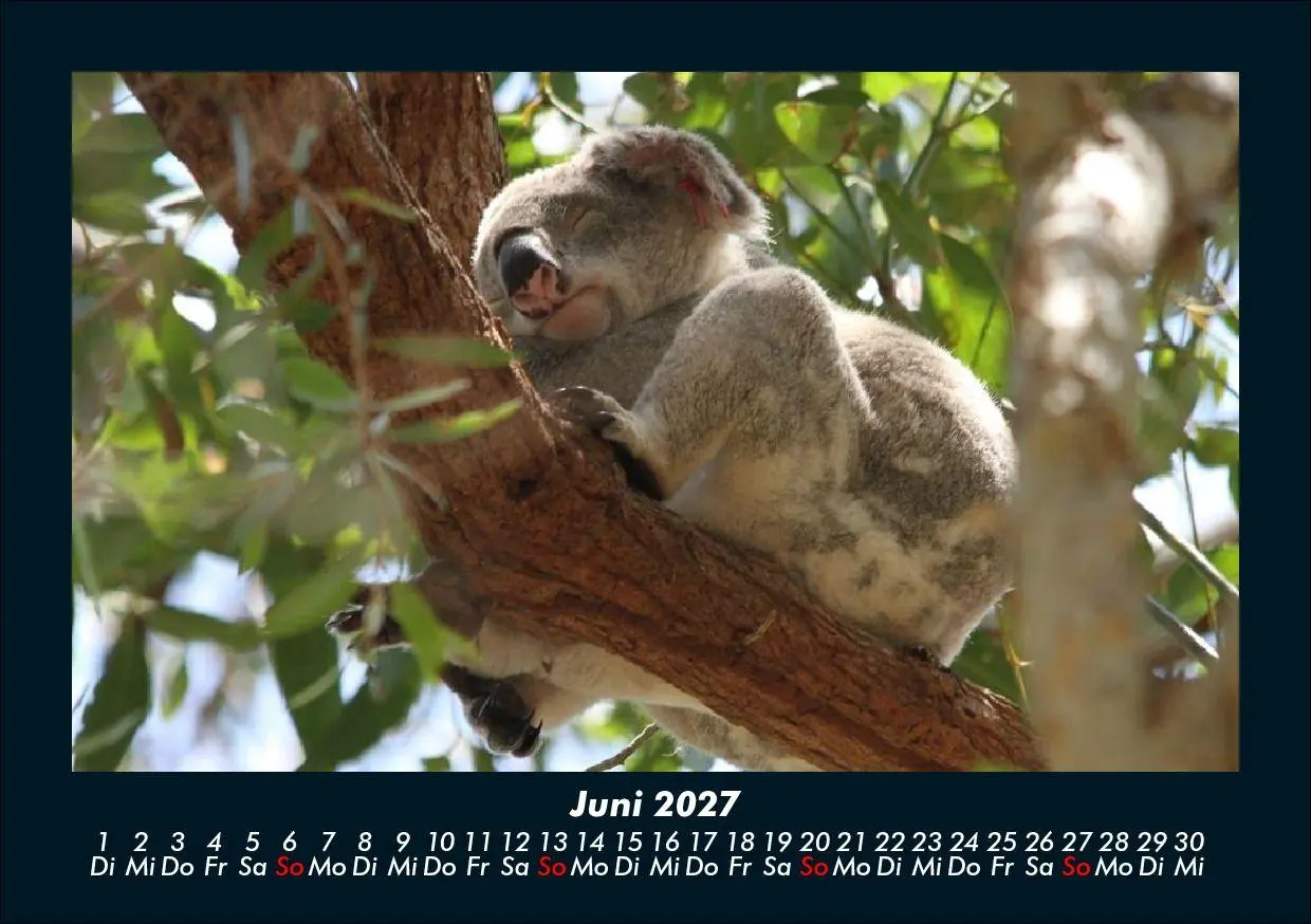 Bild: 9783695433971 | Koala 2027 Fotokalender DIN A5 | Tobias Schmitt (u. a.) | Kalender