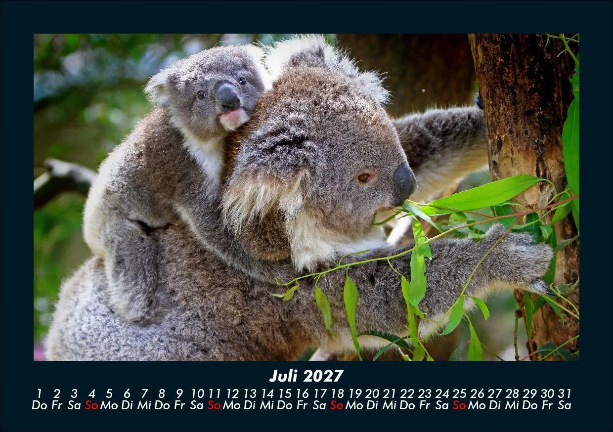 Bild: 9783695433971 | Koala 2027 Fotokalender DIN A5 | Tobias Schmitt (u. a.) | Kalender
