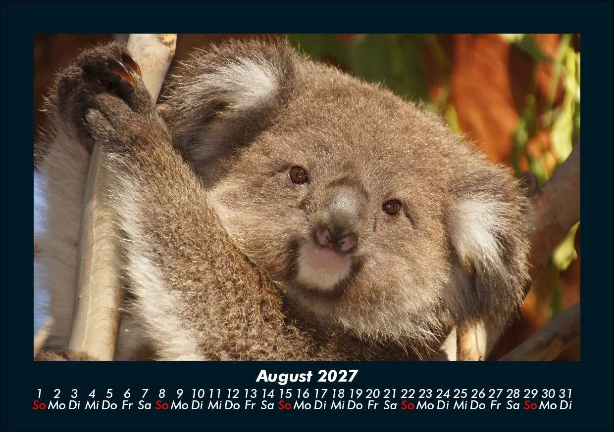 Bild: 9783695433971 | Koala 2027 Fotokalender DIN A5 | Tobias Schmitt (u. a.) | Kalender