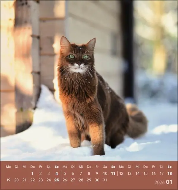 Bild: 9783731884071 | Schmusekatzen 2026 | aufstellbarer Postkartenkalender | Verlag Korsch
