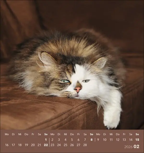 Bild: 9783731884071 | Schmusekatzen 2026 | aufstellbarer Postkartenkalender | Verlag Korsch