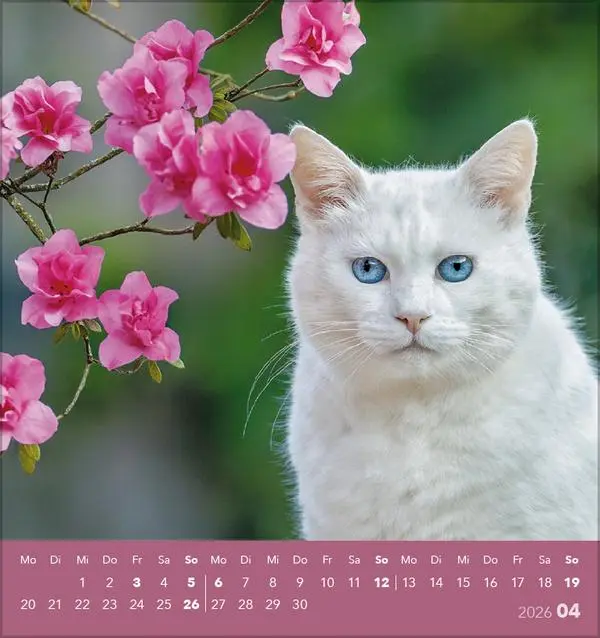 Bild: 9783731884071 | Schmusekatzen 2026 | aufstellbarer Postkartenkalender | Verlag Korsch