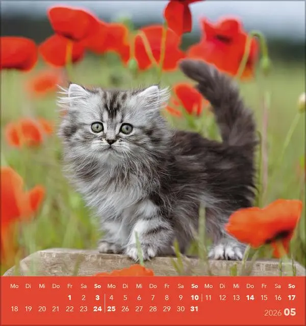 Bild: 9783731884071 | Schmusekatzen 2026 | aufstellbarer Postkartenkalender | Verlag Korsch