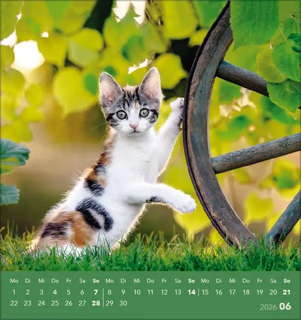 Bild: 9783731884071 | Schmusekatzen 2026 | aufstellbarer Postkartenkalender | Verlag Korsch