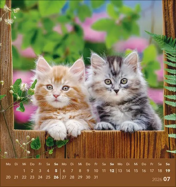 Bild: 9783731884071 | Schmusekatzen 2026 | aufstellbarer Postkartenkalender | Verlag Korsch