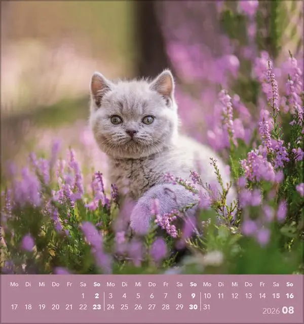 Bild: 9783731884071 | Schmusekatzen 2026 | aufstellbarer Postkartenkalender | Verlag Korsch