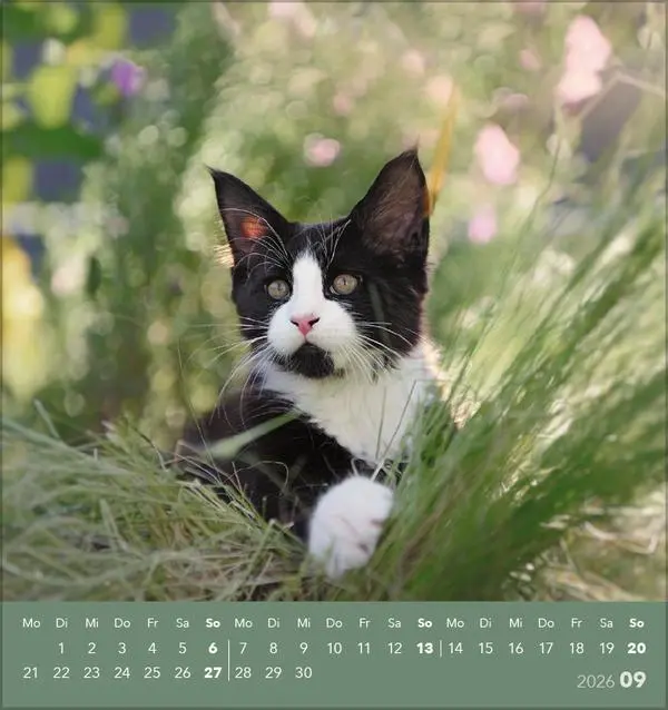 Bild: 9783731884071 | Schmusekatzen 2026 | aufstellbarer Postkartenkalender | Verlag Korsch
