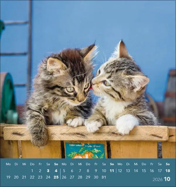 Bild: 9783731884071 | Schmusekatzen 2026 | aufstellbarer Postkartenkalender | Verlag Korsch
