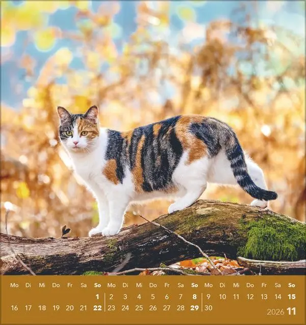 Bild: 9783731884071 | Schmusekatzen 2026 | aufstellbarer Postkartenkalender | Verlag Korsch