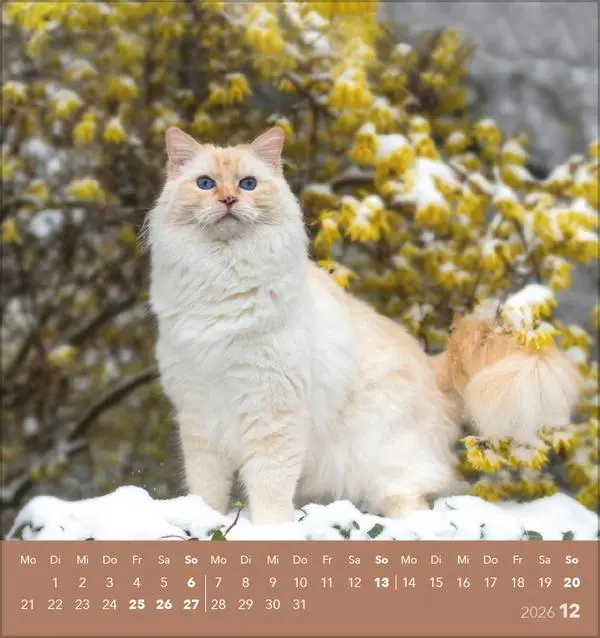 Bild: 9783731884071 | Schmusekatzen 2026 | aufstellbarer Postkartenkalender | Verlag Korsch