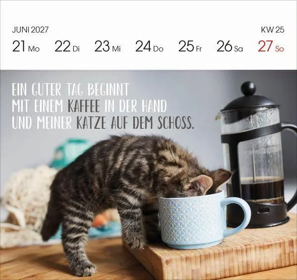 Bild: 9783819304071 | Katzen 2027 | Korsch Verlag | Kalender | 54 S. | Deutsch | 2027