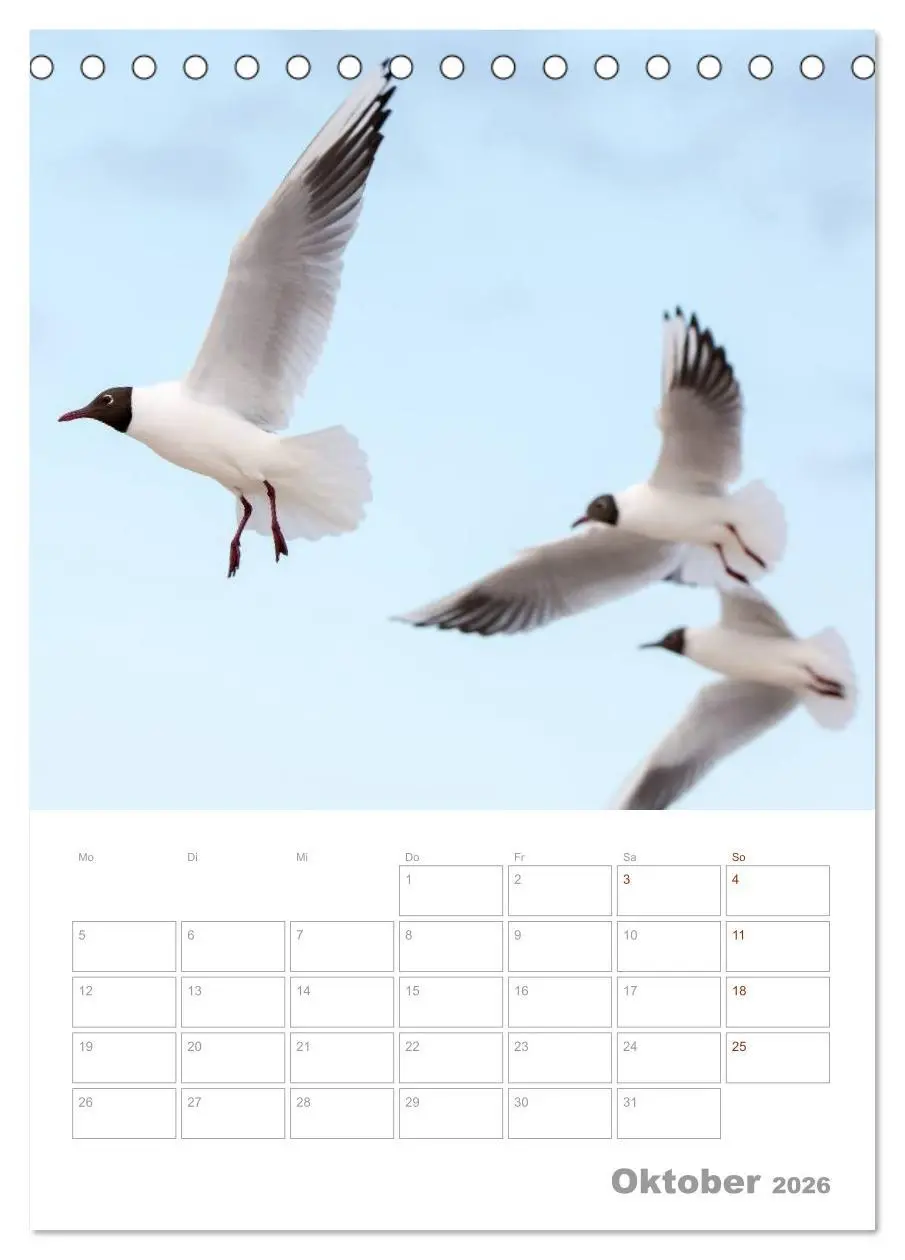 Bild: 9783516424171 | Möwen - die Vögel der Küste (Tischkalender 2026 DIN A5 hoch),...