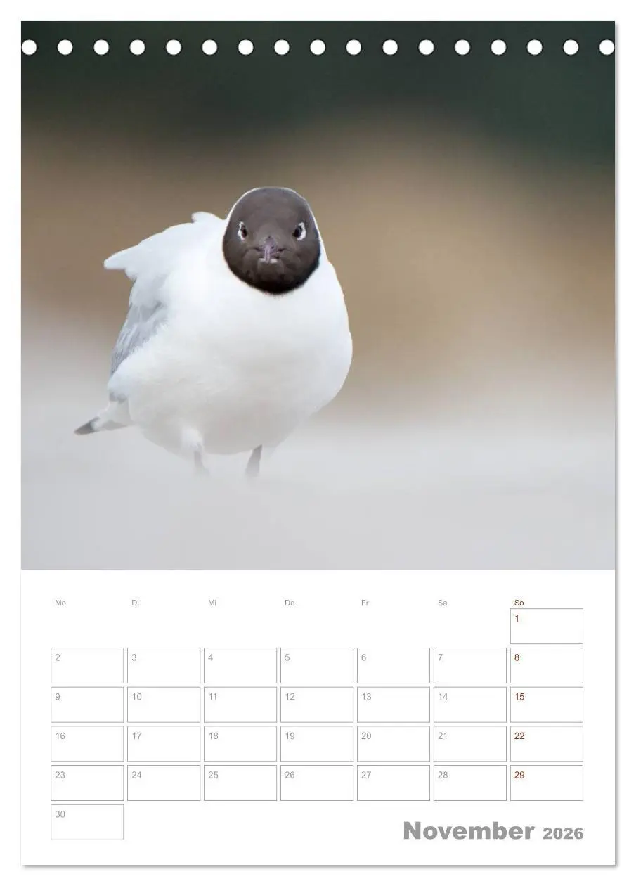 Bild: 9783516424171 | Möwen - die Vögel der Küste (Tischkalender 2026 DIN A5 hoch),...