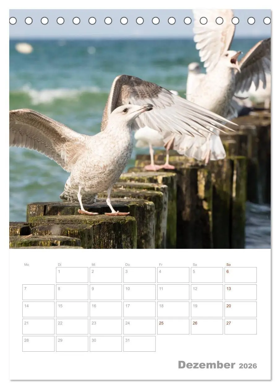 Bild: 9783516424171 | Möwen - die Vögel der Küste (Tischkalender 2026 DIN A5 hoch),...