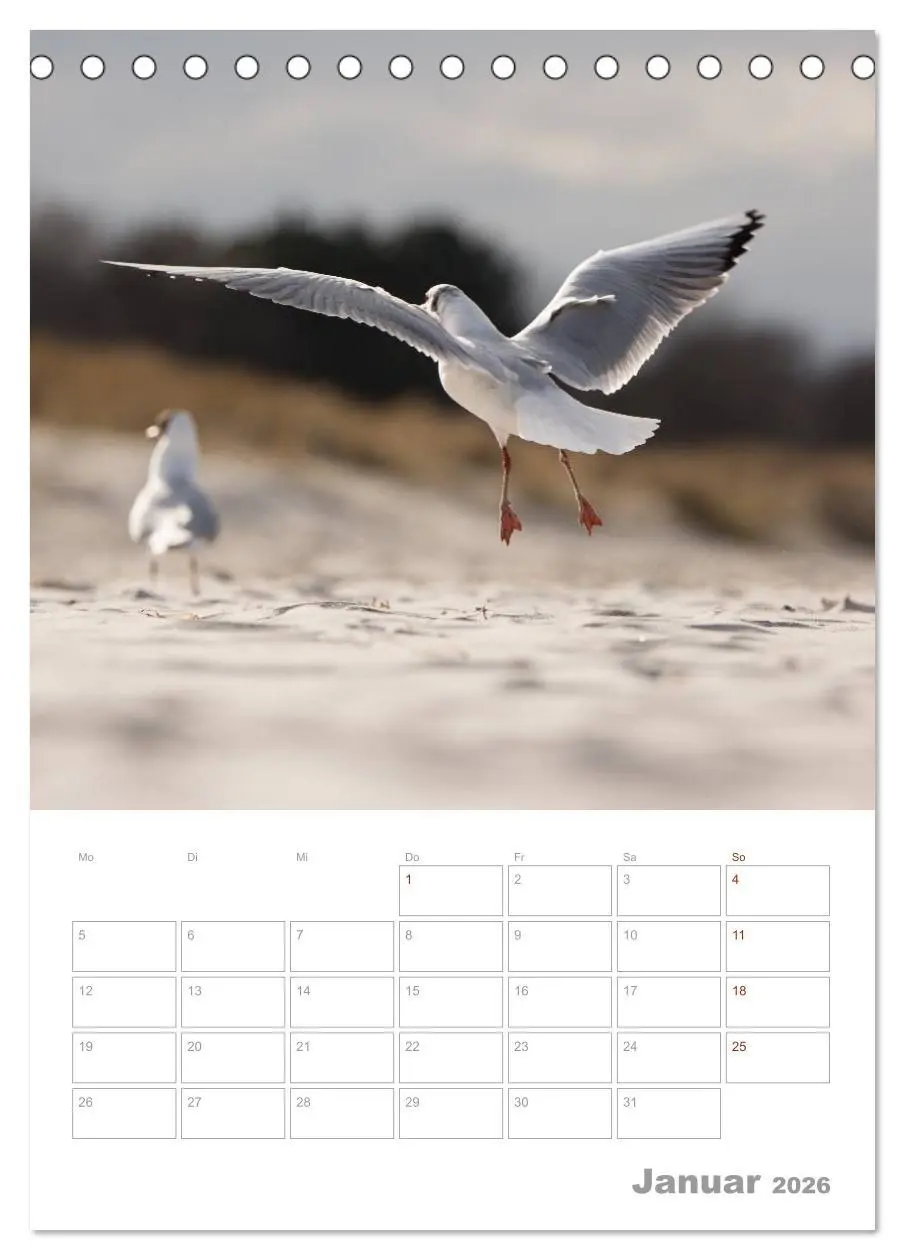 Bild: 9783516424171 | Möwen - die Vögel der Küste (Tischkalender 2026 DIN A5 hoch),...