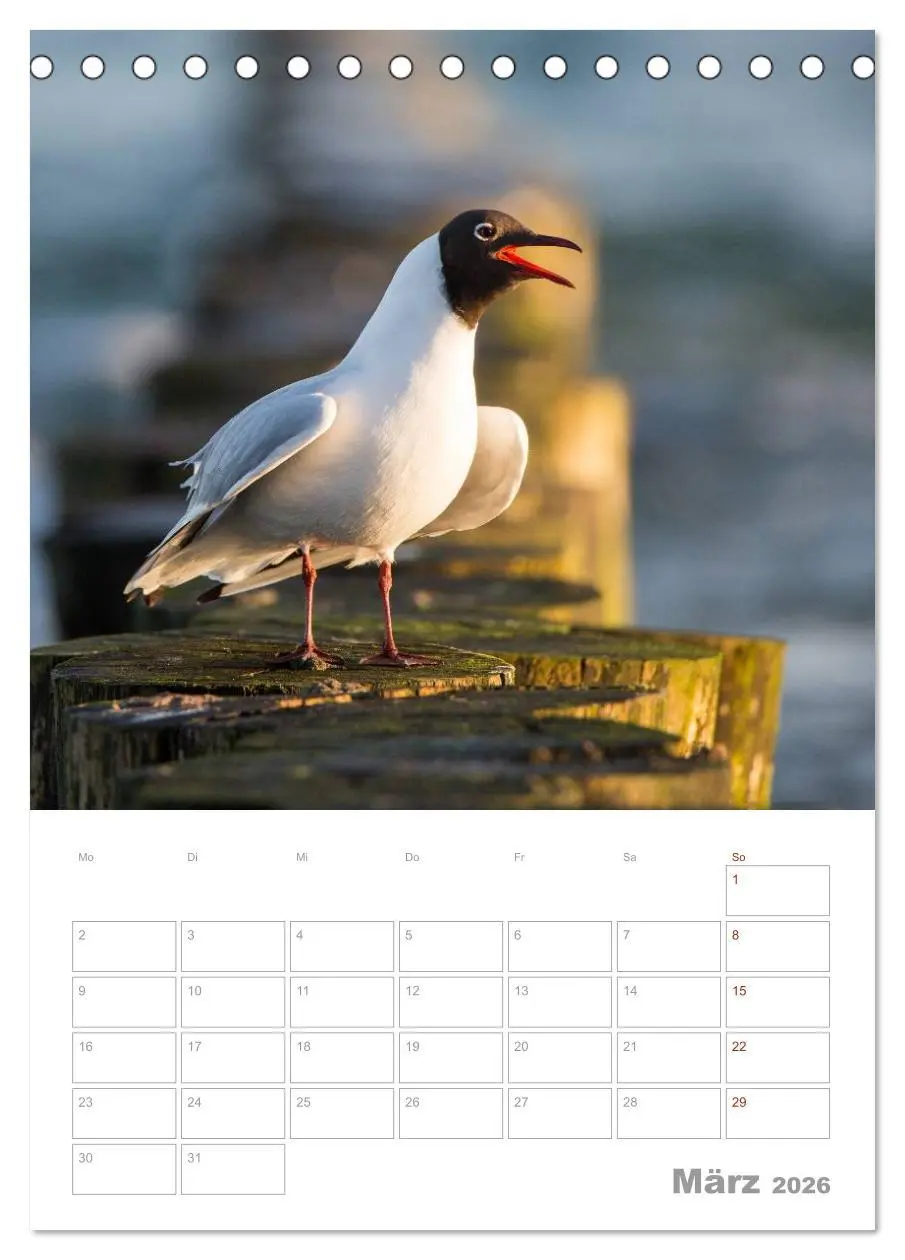 Bild: 9783516424171 | Möwen - die Vögel der Küste (Tischkalender 2026 DIN A5 hoch),...