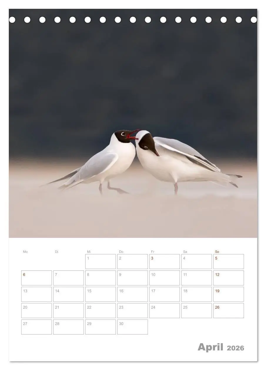Bild: 9783516424171 | Möwen - die Vögel der Küste (Tischkalender 2026 DIN A5 hoch),...