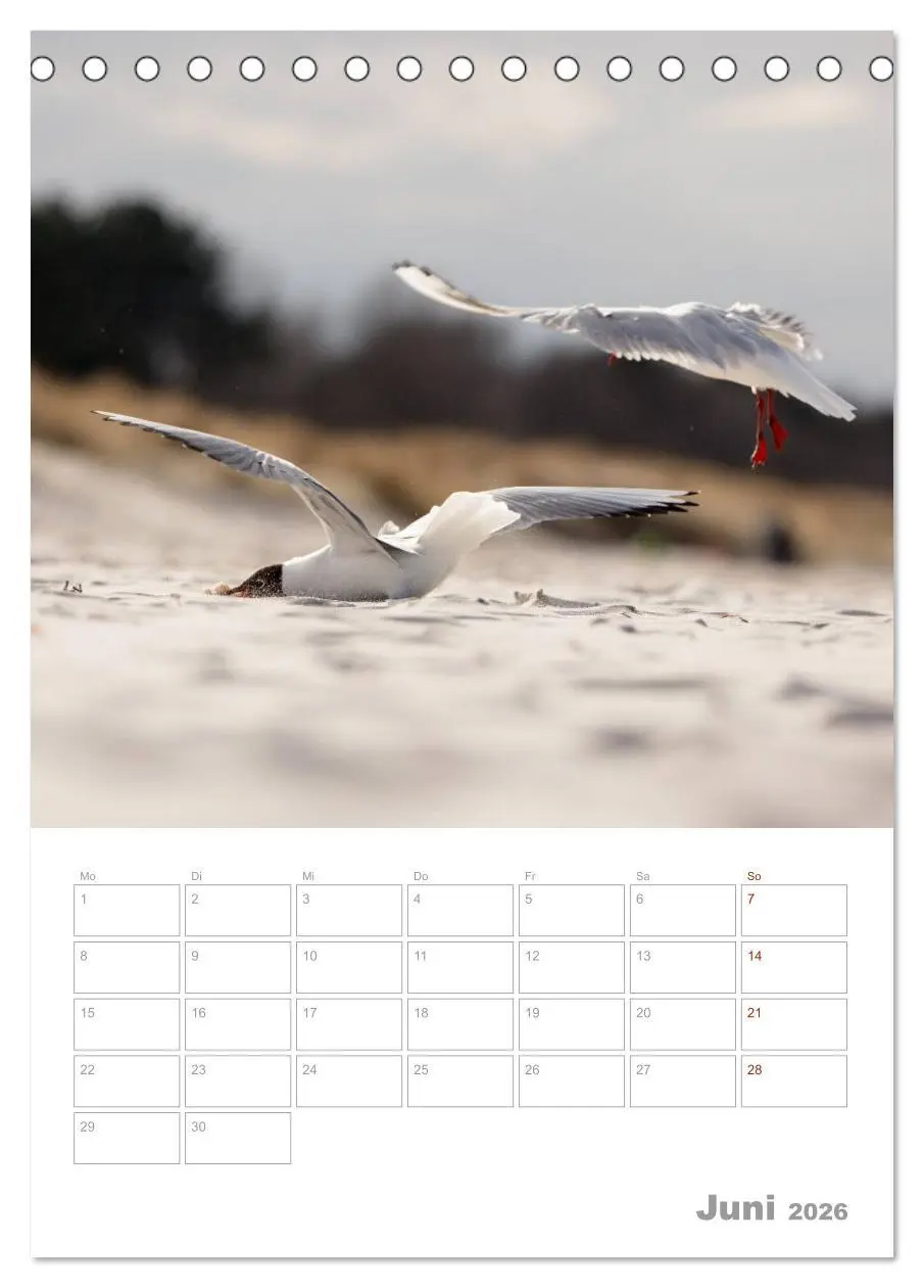 Bild: 9783516424171 | Möwen - die Vögel der Küste (Tischkalender 2026 DIN A5 hoch),...