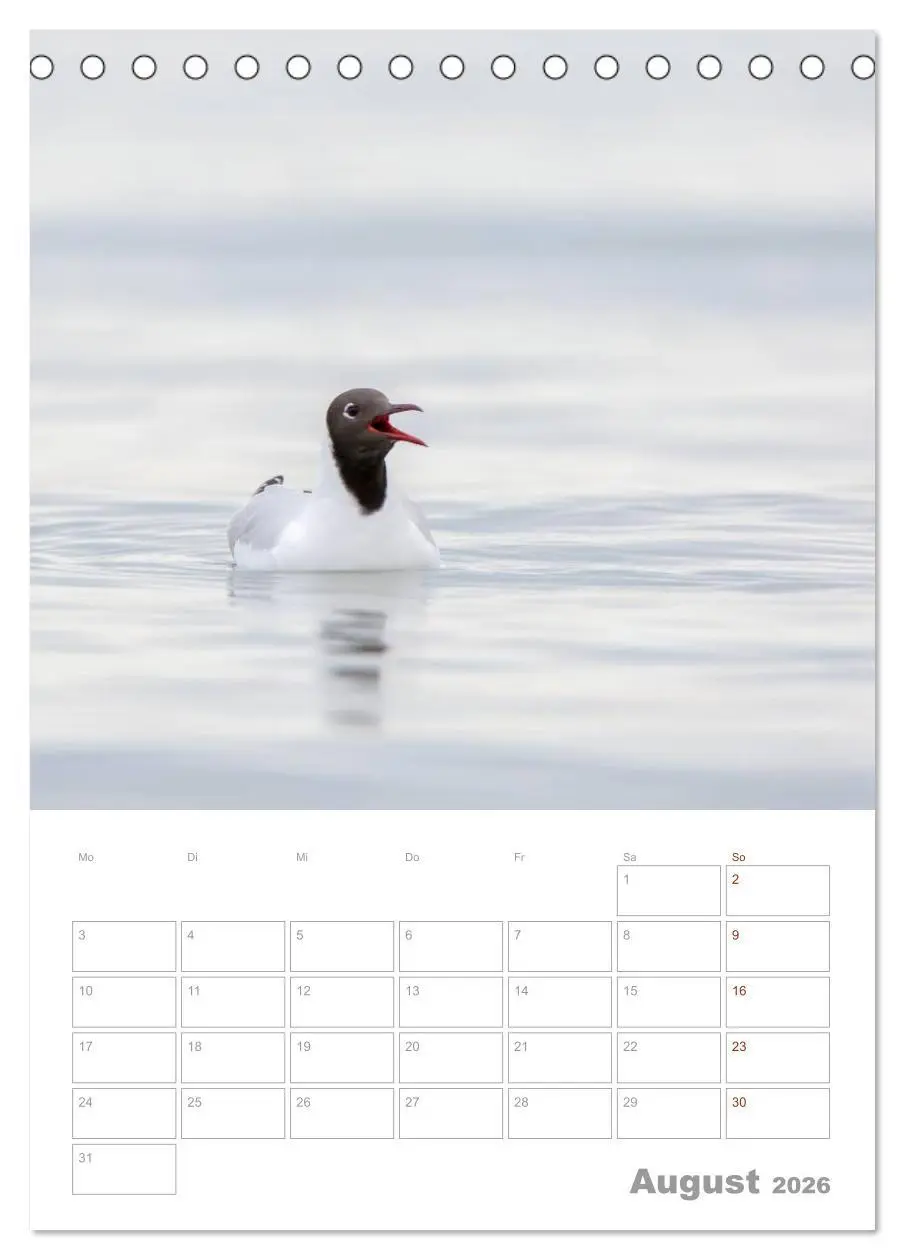 Bild: 9783516424171 | Möwen - die Vögel der Küste (Tischkalender 2026 DIN A5 hoch),...