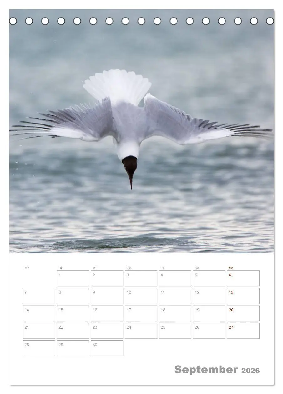 Bild: 9783516424171 | Möwen - die Vögel der Küste (Tischkalender 2026 DIN A5 hoch),...