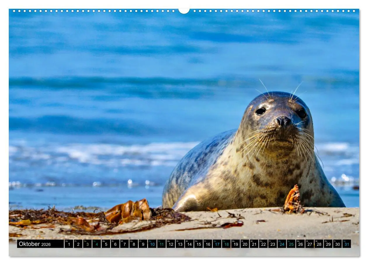 Bild: 9783457494271 | Big Five aus dem Ozean Hai, Delphin, Wal, Robbe, Pinguin...