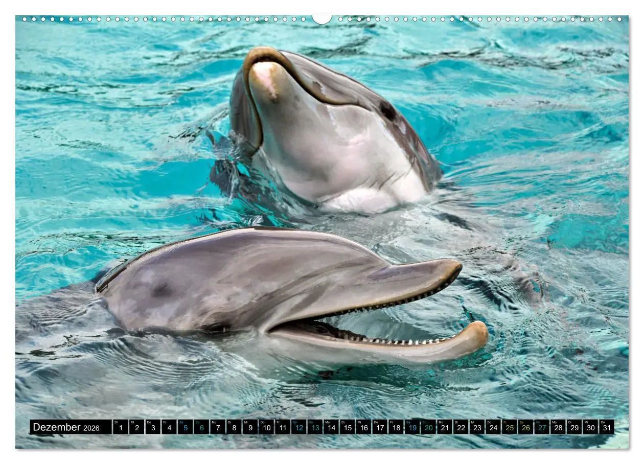 Bild: 9783457494271 | Big Five aus dem Ozean Hai, Delphin, Wal, Robbe, Pinguin...