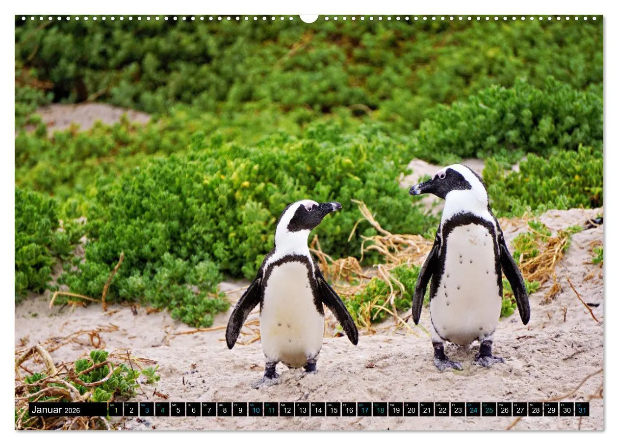 Bild: 9783457494271 | Big Five aus dem Ozean Hai, Delphin, Wal, Robbe, Pinguin...