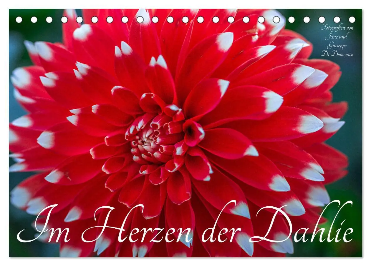 Cover: 9783457544471 | Im Herzen der Dahlie (Tischkalender 2026 DIN A5 quer), CALVENDO...