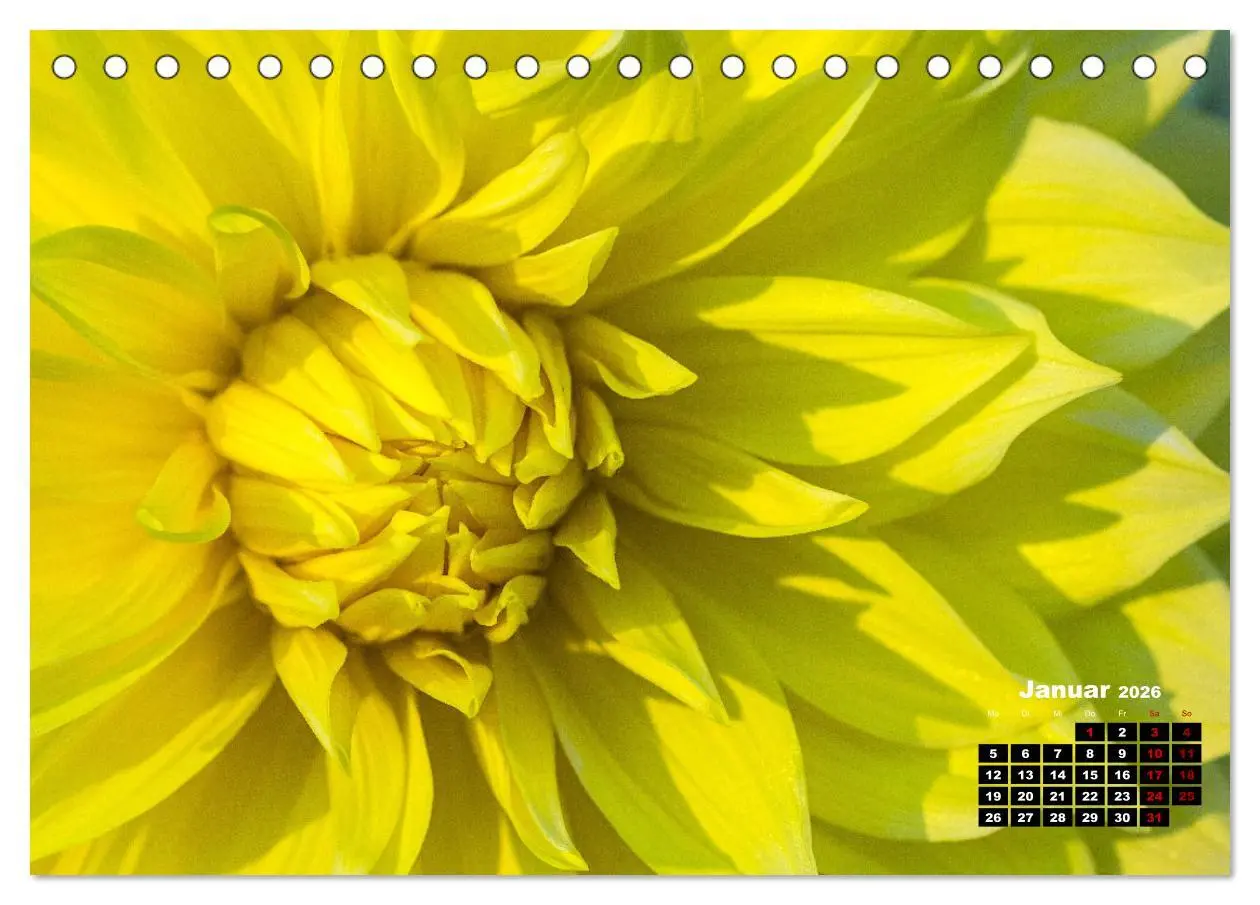 Bild: 9783457544471 | Im Herzen der Dahlie (Tischkalender 2026 DIN A5 quer), CALVENDO...