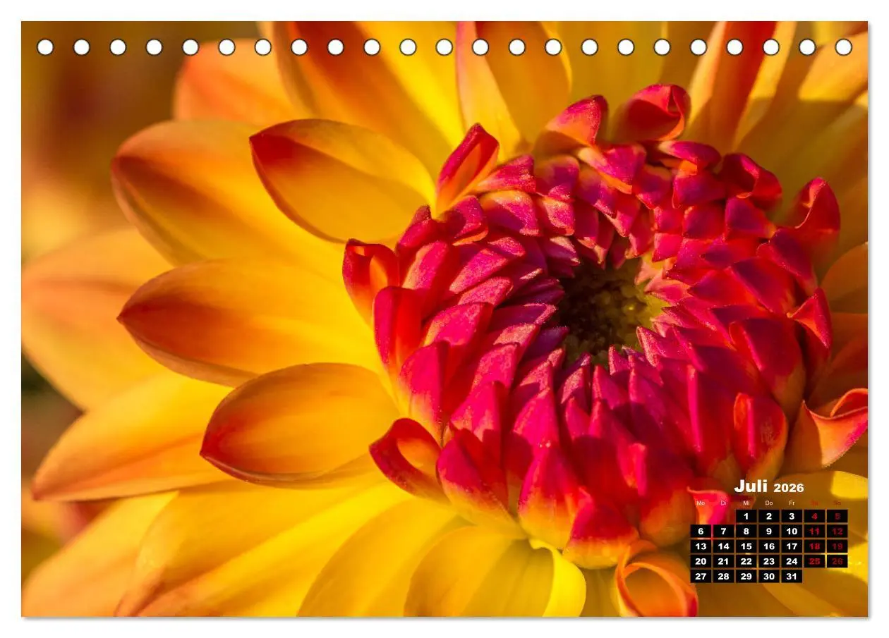 Bild: 9783457544471 | Im Herzen der Dahlie (Tischkalender 2026 DIN A5 quer), CALVENDO...