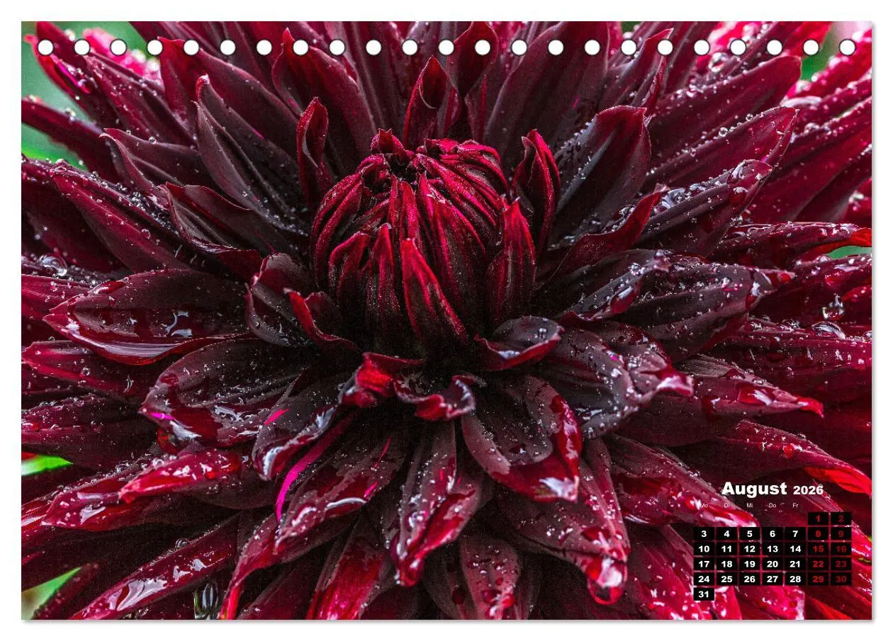 Bild: 9783457544471 | Im Herzen der Dahlie (Tischkalender 2026 DIN A5 quer), CALVENDO...