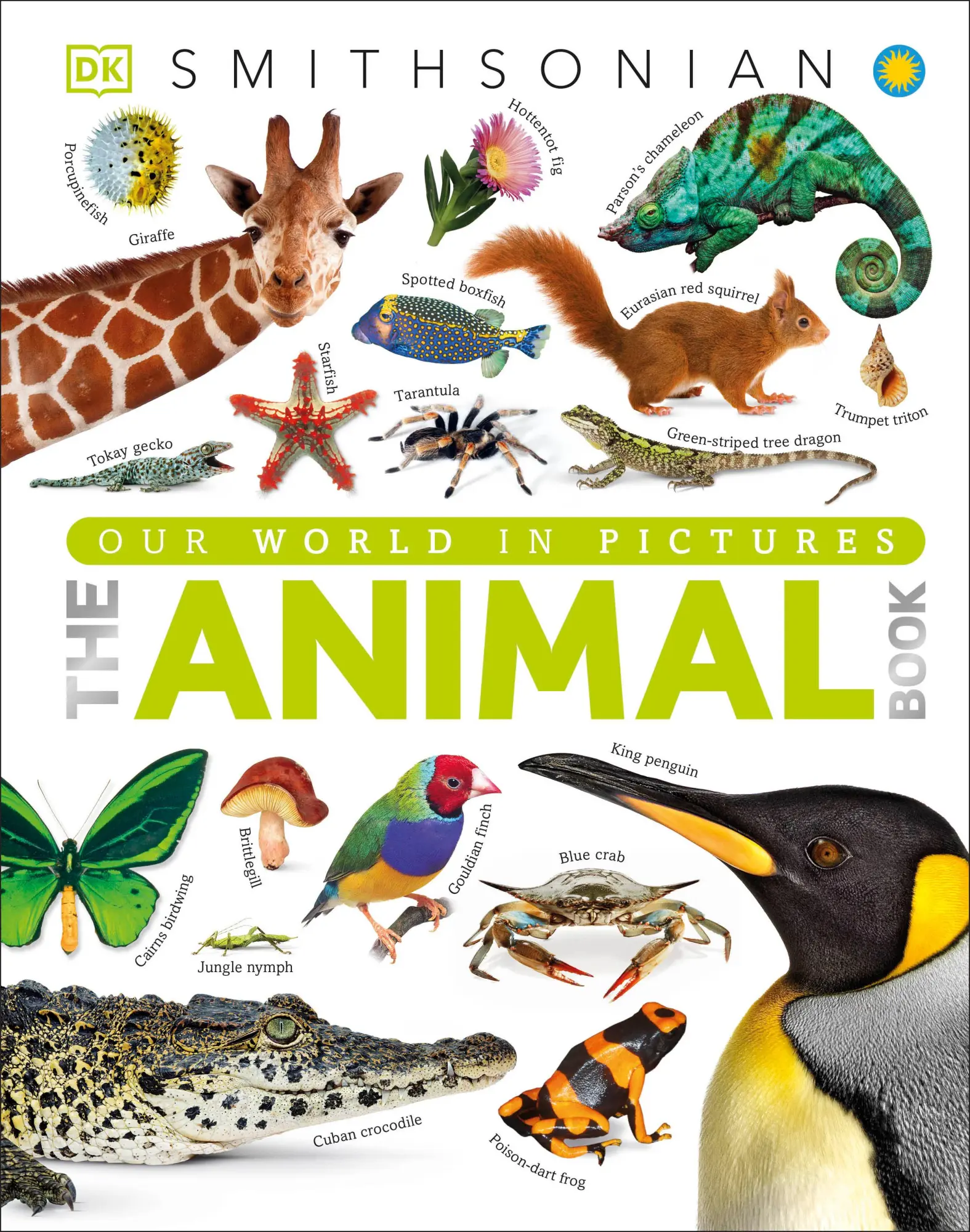 Cover: 9781465414571 | The Animal Book | A Visual Encyclopedia of Life on Earth | Burnie