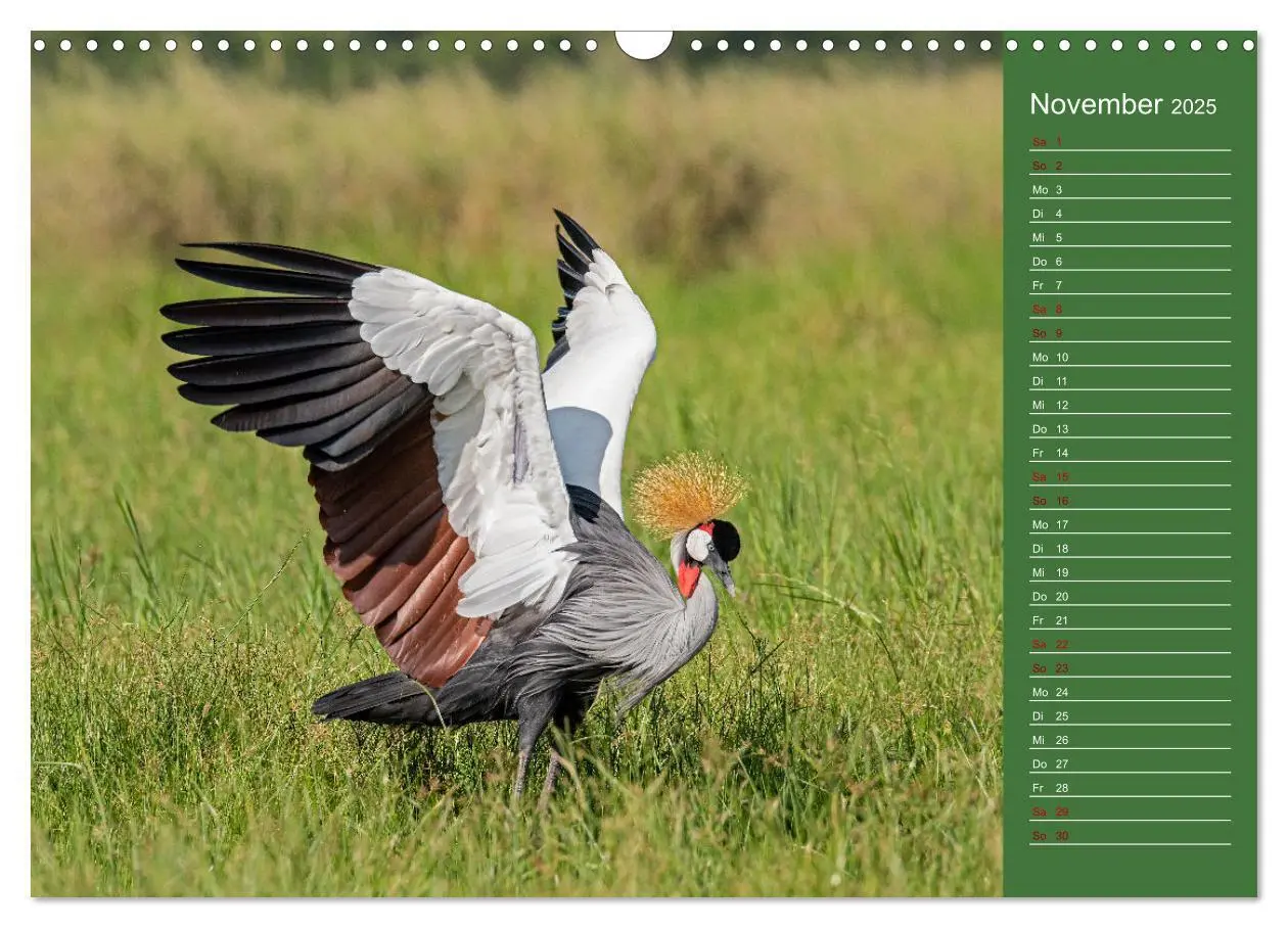 Bild: 9783383974571 | UGANDA - Perle Afrikas (Wandkalender 2025 DIN A3 quer), CALVENDO...