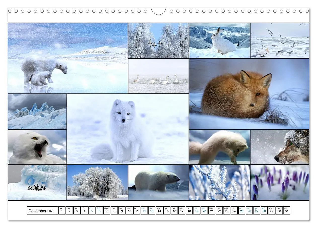 Bild: 9783516554571 | Colour Symphonies of the Earth (Wall Calendar 2026 DIN A3...