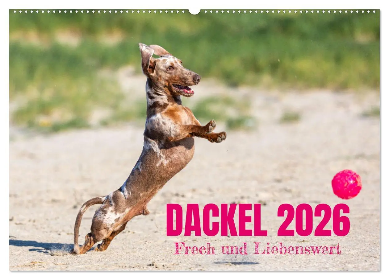 Cover: 9783516164671 | DACKEL 2026 Frech und Liebenwert (Wandkalender 2026 DIN A2 quer),...