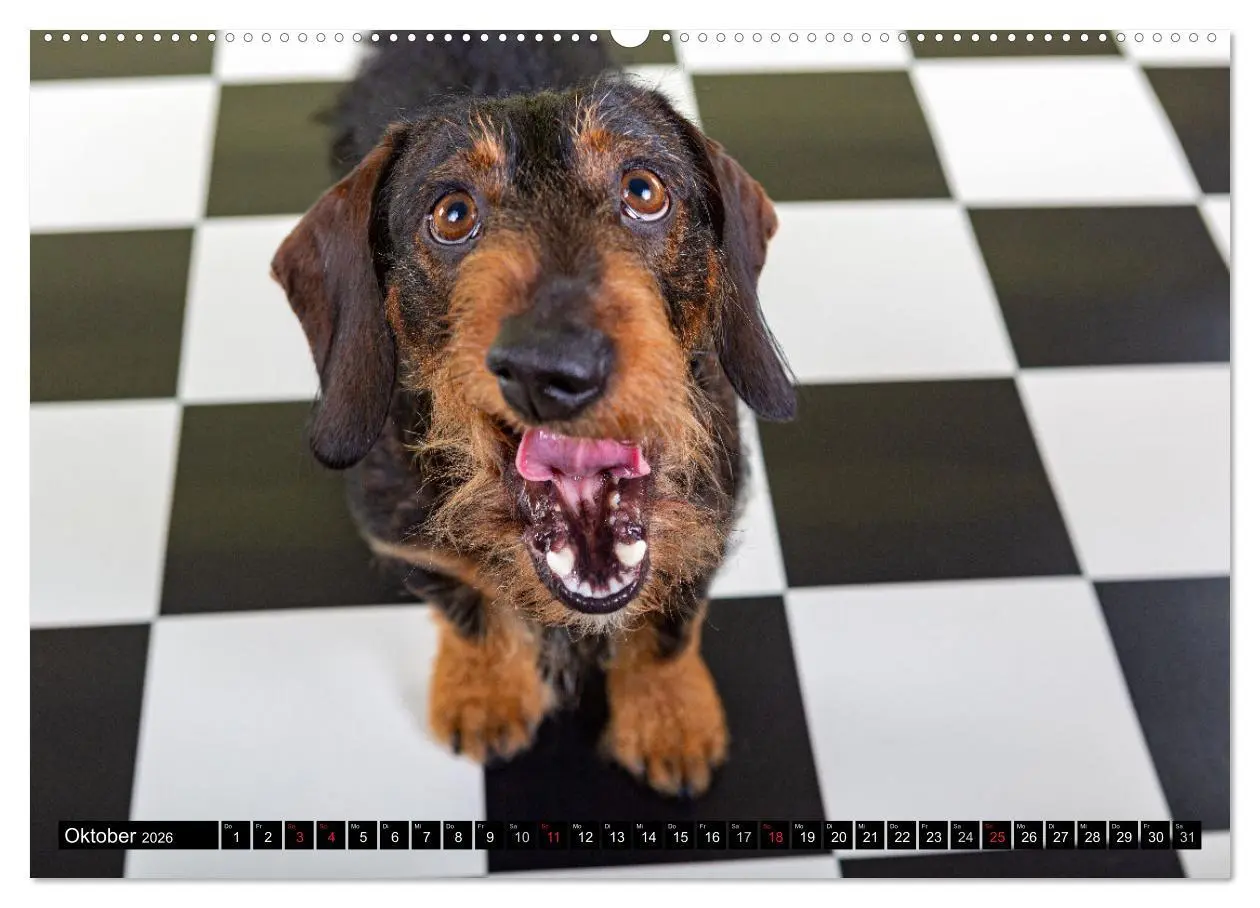 Bild: 9783516164671 | DACKEL 2026 Frech und Liebenwert (Wandkalender 2026 DIN A2 quer),...