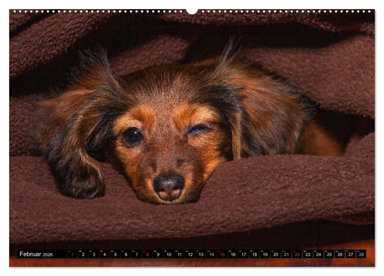 Bild: 9783516164671 | DACKEL 2026 Frech und Liebenwert (Wandkalender 2026 DIN A2 quer),...