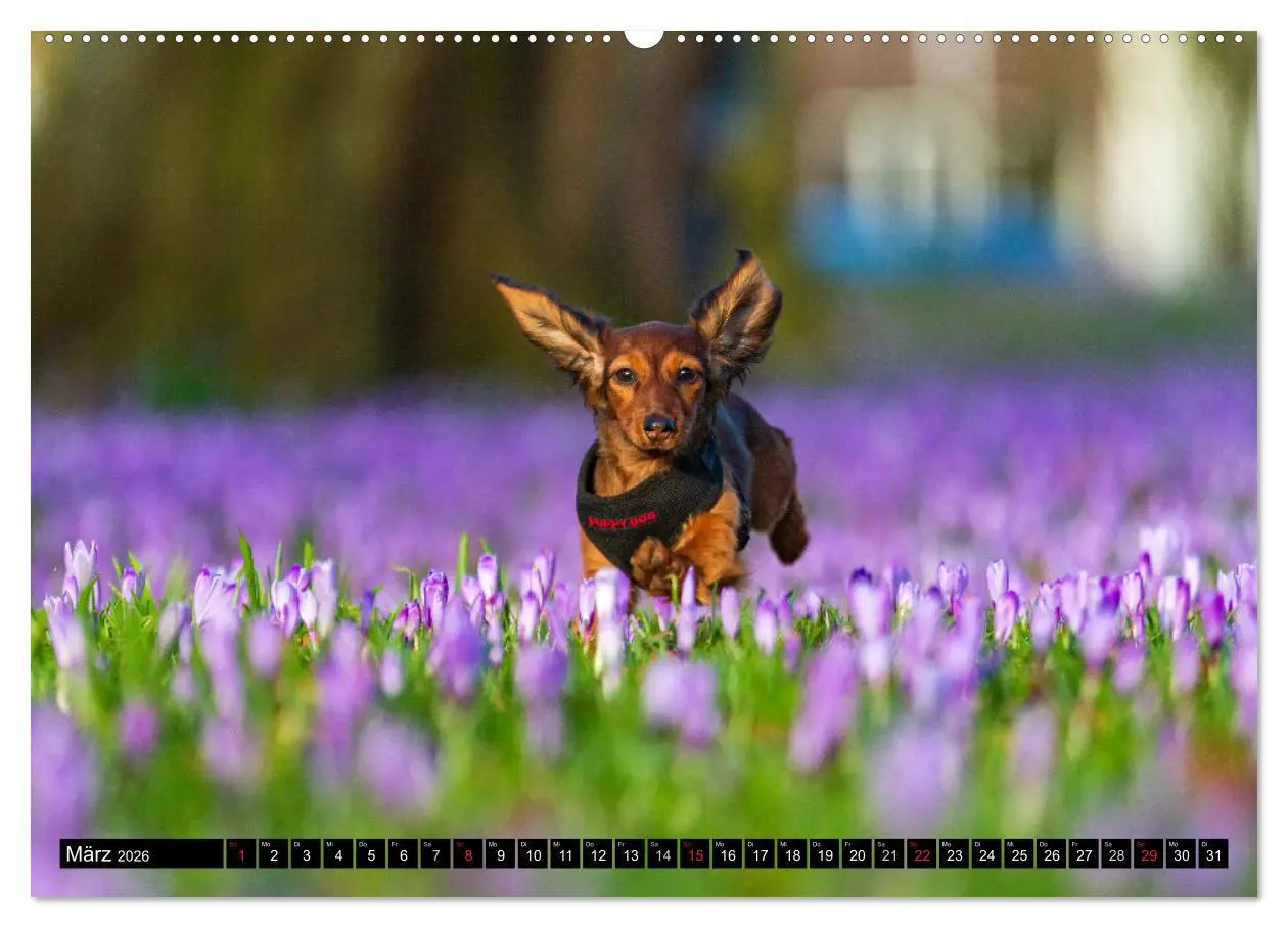 Bild: 9783516164671 | DACKEL 2026 Frech und Liebenwert (Wandkalender 2026 DIN A2 quer),...