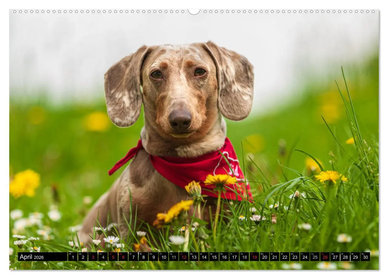 Bild: 9783516164671 | DACKEL 2026 Frech und Liebenwert (Wandkalender 2026 DIN A2 quer),...