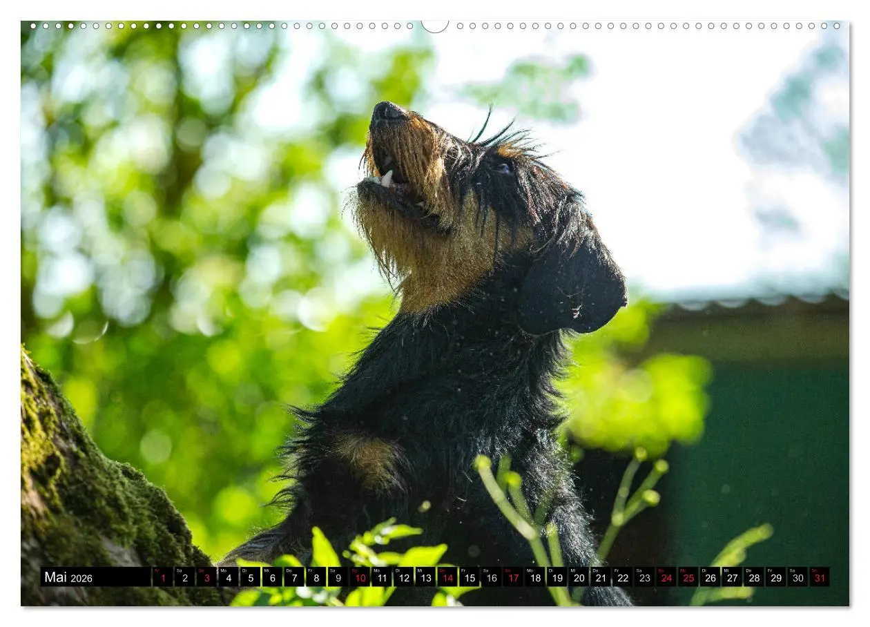 Bild: 9783516164671 | DACKEL 2026 Frech und Liebenwert (Wandkalender 2026 DIN A2 quer),...