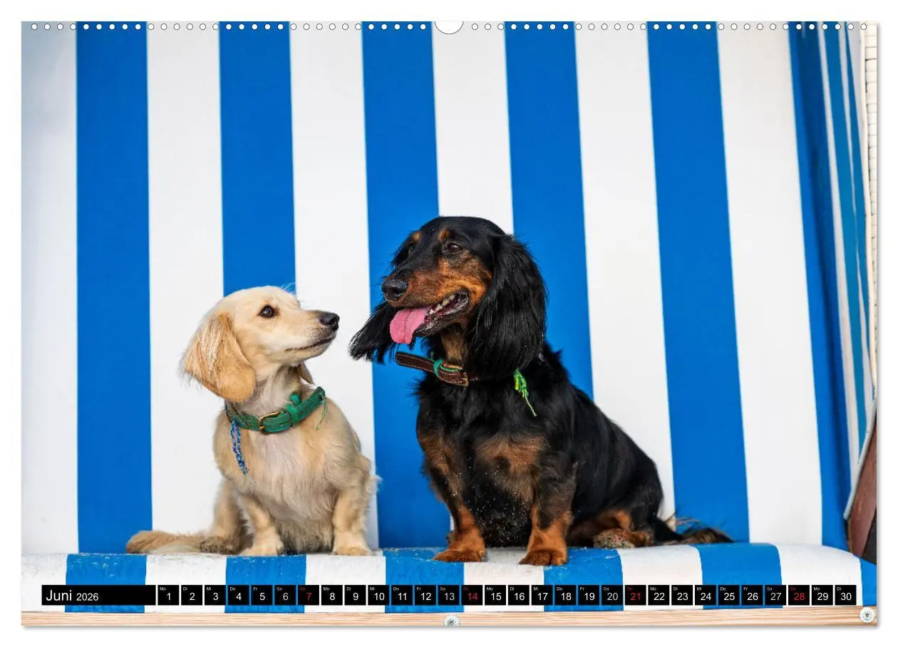 Bild: 9783516164671 | DACKEL 2026 Frech und Liebenwert (Wandkalender 2026 DIN A2 quer),...