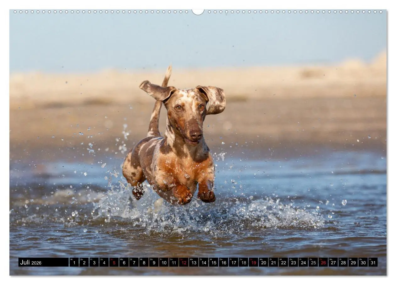 Bild: 9783516164671 | DACKEL 2026 Frech und Liebenwert (Wandkalender 2026 DIN A2 quer),...