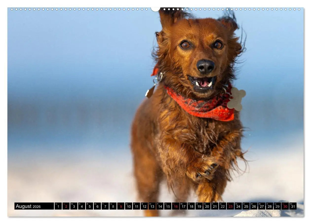 Bild: 9783516164671 | DACKEL 2026 Frech und Liebenwert (Wandkalender 2026 DIN A2 quer),...